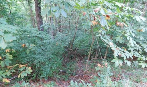 Photo #16 of SOLD property in Off Nebo Mountain Road, Ceres, VA 86.3 acres