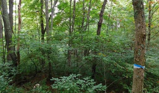 Photo #17 of SOLD property in Off Nebo Mountain Road, Ceres, VA 86.3 acres