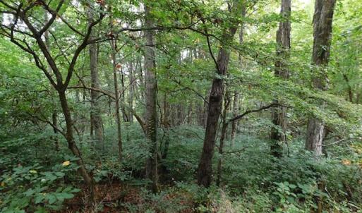 Photo #18 of SOLD property in Off Nebo Mountain Road, Ceres, VA 86.3 acres