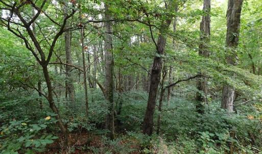 Photo #18 of SOLD property in Off Nebo Mountain Road, Ceres, VA 86.3 acres