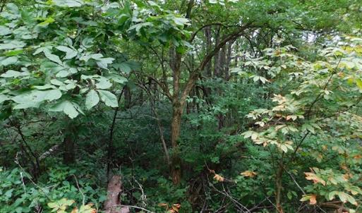 Photo #20 of SOLD property in Off Nebo Mountain Road, Ceres, VA 86.3 acres