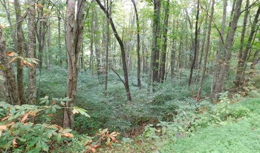 Photo #21 of SOLD property in Off Nebo Mountain Road, Ceres, VA 86.3 acres