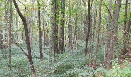Photo #22 of SOLD property in Off Nebo Mountain Road, Ceres, VA 86.3 acres