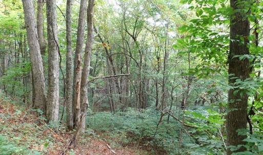 Photo #25 of SOLD property in Off Nebo Mountain Road, Ceres, VA 86.3 acres