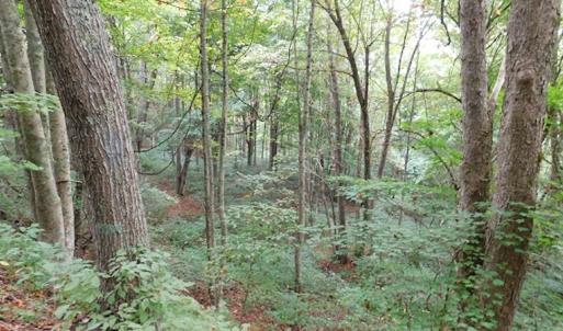 Photo #27 of SOLD property in Off Nebo Mountain Road, Ceres, VA 86.3 acres