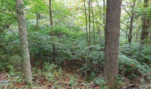 Photo #28 of SOLD property in Off Nebo Mountain Road, Ceres, VA 86.3 acres