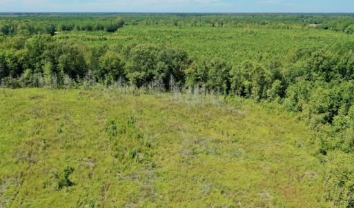 Photo #23 of SOLD property in Off Bolton Road, Rich Square, NC 12.5 acres
