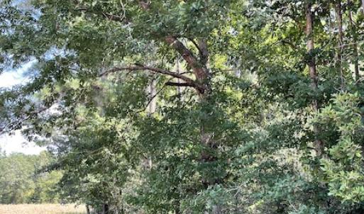 Photo #9 of SOLD property in Off Norton Road, Green Sea, SC 22.4 acres