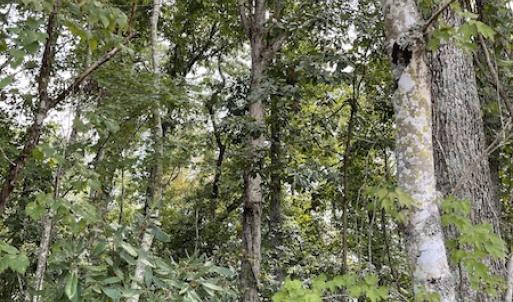 Photo #25 of SOLD property in Off Norton Road, Green Sea, SC 22.4 acres