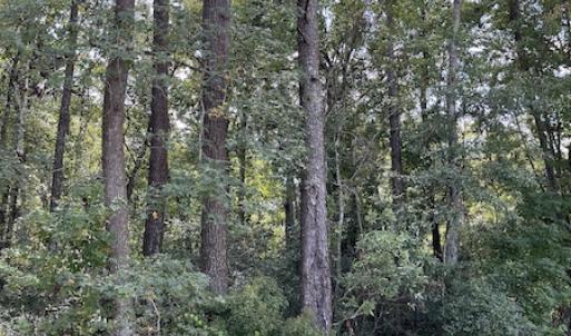 Photo #27 of SOLD property in Off Norton Road, Green Sea, SC 22.4 acres