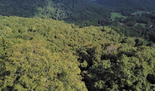 Photo #20 of Off Old Briddle Creek Road, Independence, VA 28.6 acres