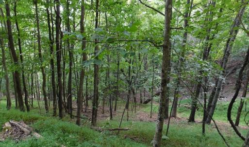 Photo #3 of Off Old Briddle Creek Road, Independence, VA 28.6 acres