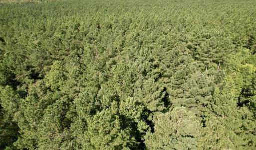 Photo #31 of SOLD property in Off Oral Oaks Road, Victoria, VA 21.2 acres