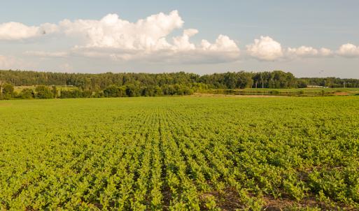 Photo #17 of SOLD property in Off Pixley Pritchard Road & Thomas Store Road, Timberlake, NC 115.0 acres