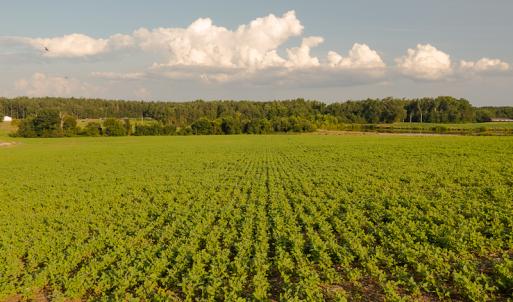 Photo #18 of SOLD property in Off Pixley Pritchard Road & Thomas Store Road, Timberlake, NC 115.0 acres