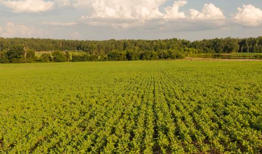 Photo #20 of SOLD property in Off Pixley Pritchard Road & Thomas Store Road, Timberlake, NC 115.0 acres