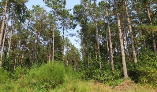 Photo #11 of Off NC HWY 130, Orrum, NC 40.8 acres
