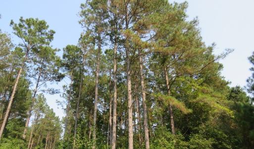 Photo #12 of Off NC HWY 130, Orrum, NC 40.8 acres