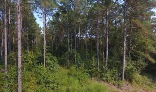 Photo #13 of Off NC HWY 130, Orrum, NC 40.8 acres