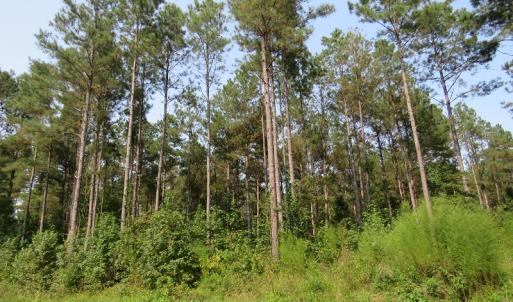 Photo #14 of Off NC HWY 130, Orrum, NC 40.8 acres