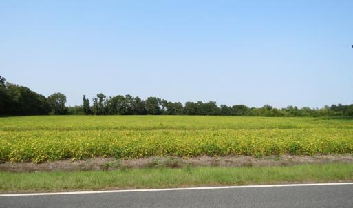 Photo #6 of SOLD property in Off Collins Drive, Lumberton, NC 15.0 acres