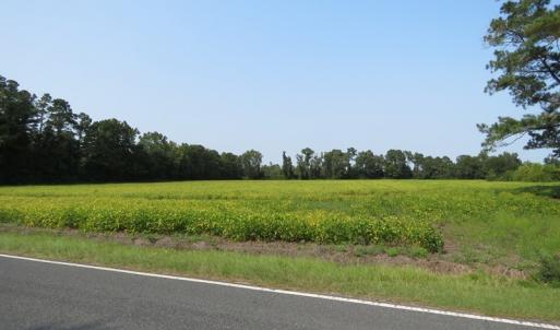 Photo #8 of SOLD property in Off Collins Drive, Lumberton, NC 15.0 acres