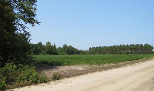 Photo #3 of SOLD property in Off Birtie Road, Lumberton, NC 19.0 acres