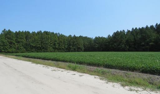 Photo #5 of Off Birtie Road, Lumberton, NC 41.0 acres
