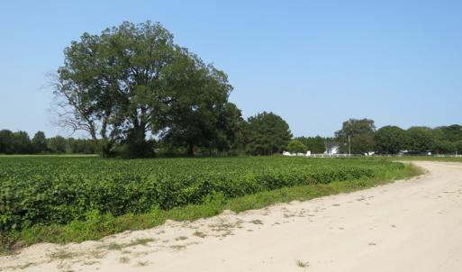 Photo #11 of SOLD property in Off Collins Drive and Birtie Road, Lumberton, NC 28.5 acres