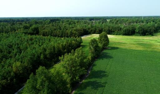 Photo #8 of SOLD property in Off Collins Drive and Birtie Road, Lumberton, NC 28.5 acres