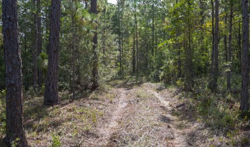 Photo #14 of SOLD property in Off Scronce Road  , Harrells, NC 10.5 acres