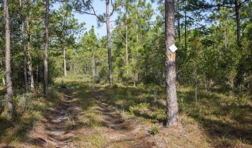 Photo #15 of SOLD property in Off Scronce Road  , Harrells, NC 10.5 acres