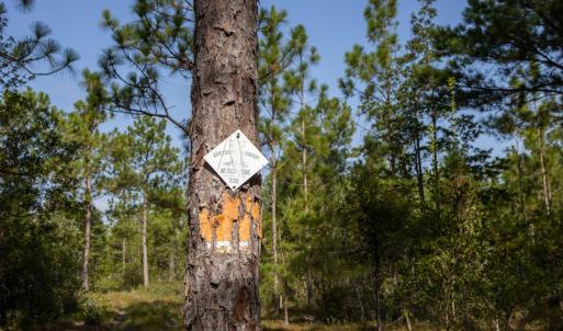 Photo #16 of SOLD property in Off Scronce Road  , Harrells, NC 10.5 acres