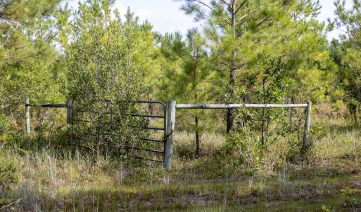 Photo #17 of SOLD property in Off Scronce Road  , Harrells, NC 10.5 acres