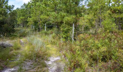 Photo #20 of SOLD property in Off Scronce Road  , Harrells, NC 10.5 acres
