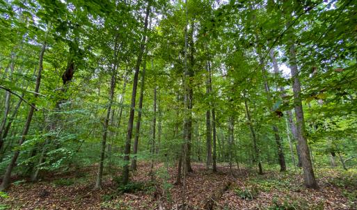 Photo #6 of SOLD property in Off Country Club Road, Roxboro, NC 21.9 acres
