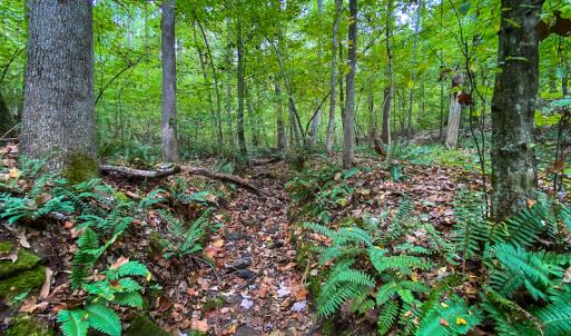Photo #8 of SOLD property in Off Country Club Road, Roxboro, NC 21.9 acres