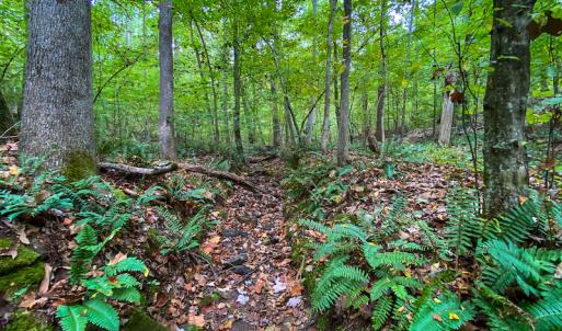 Photo #8 of SOLD property in Off Country Club Road, Roxboro, NC 21.9 acres