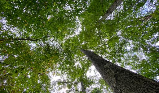 Photo #9 of SOLD property in Off Country Club Road, Roxboro, NC 21.9 acres
