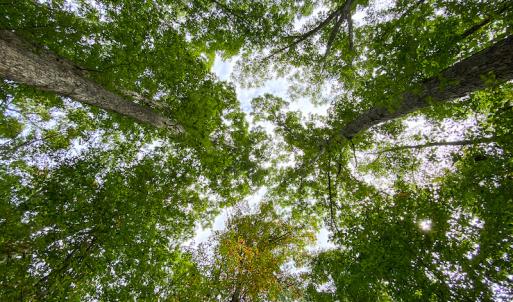 Photo #10 of SOLD property in Off Country Club Road, Roxboro, NC 21.9 acres