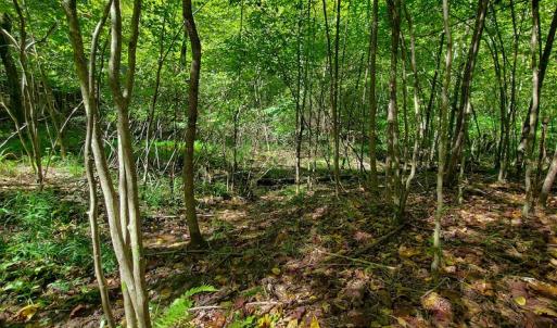 Photo #11 of SOLD property in 545 Trott Circle, Martinsville, VA 89.4 acres