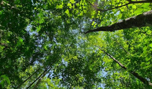 Photo #30 of SOLD property in 545 Trott Circle, Martinsville, VA 89.4 acres