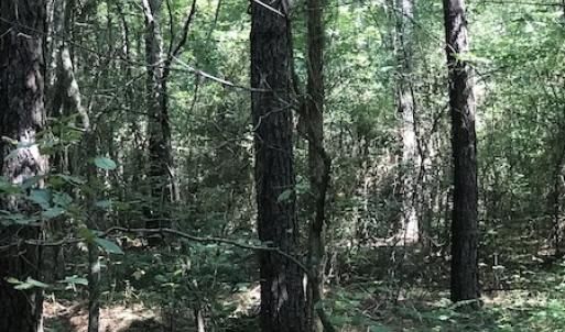 Photo #10 of Off Wyatt Road, Stony, VA 100.0 acres