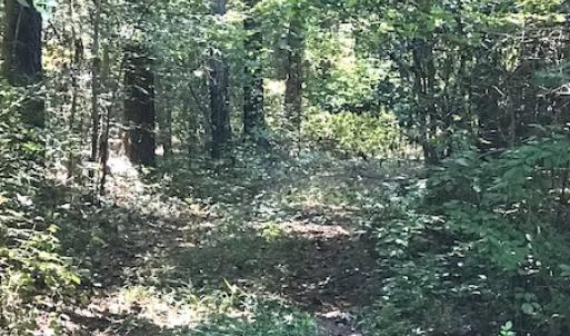 Photo #11 of Off Wyatt Road, Stony, VA 100.0 acres