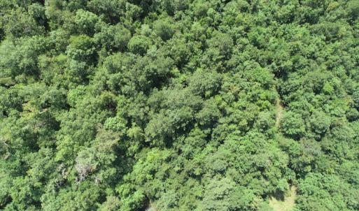 Photo #16 of Off Wyatt Road, Stony, VA 100.0 acres