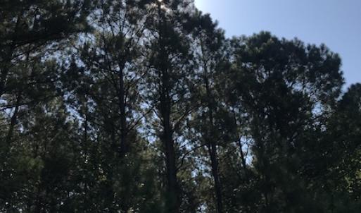 Photo #6 of Off Wyatt Road, Stony, VA 100.0 acres