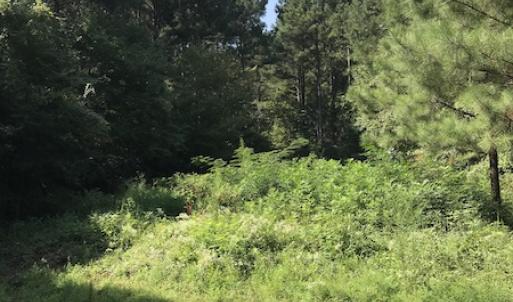 Photo #7 of Off Wyatt Road, Stony, VA 100.0 acres