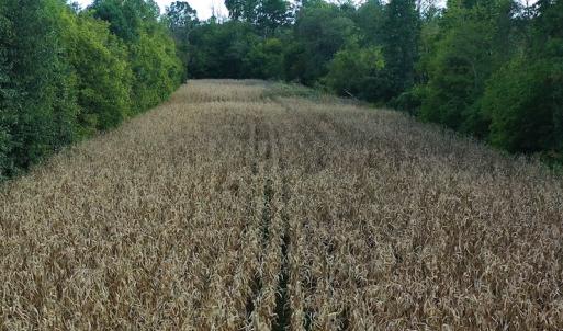 Photo #9 of SOLD property in Off Brook Cove Road, Walnut Cove, NC 42.9 acres