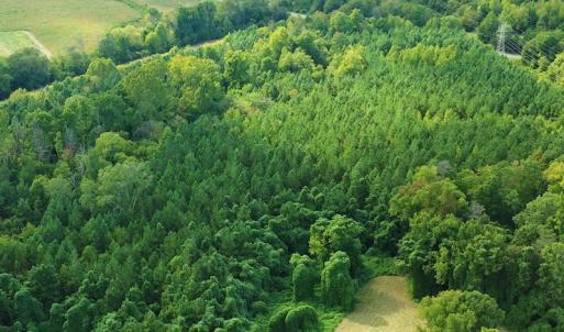 Photo #13 of SOLD property in Off Brook Cove Road, Walnut Cove, NC 42.9 acres