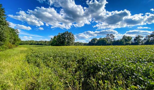 Photo #32 of SOLD property in 1581 Brook Cove Road, Walnut Cove, NC 78.4 acres